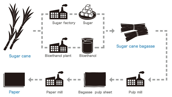 Sugarcane bagasse